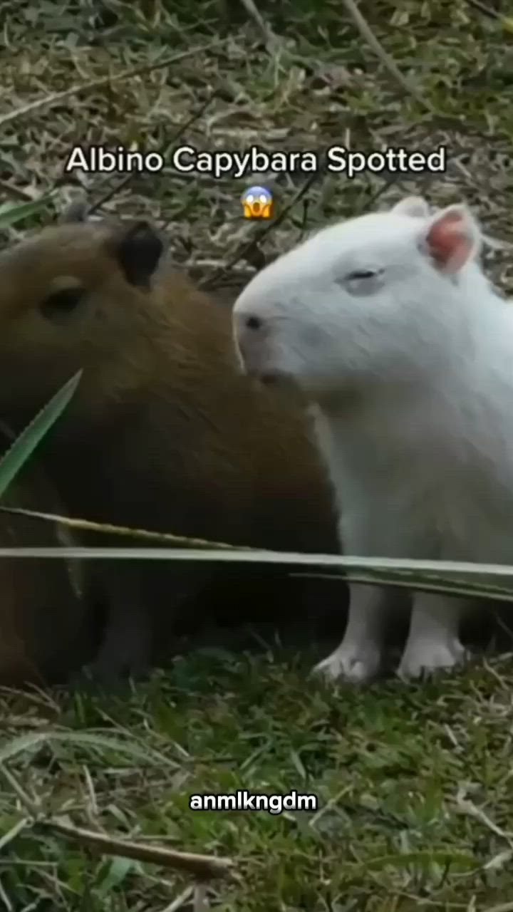 Close-Up Evolution